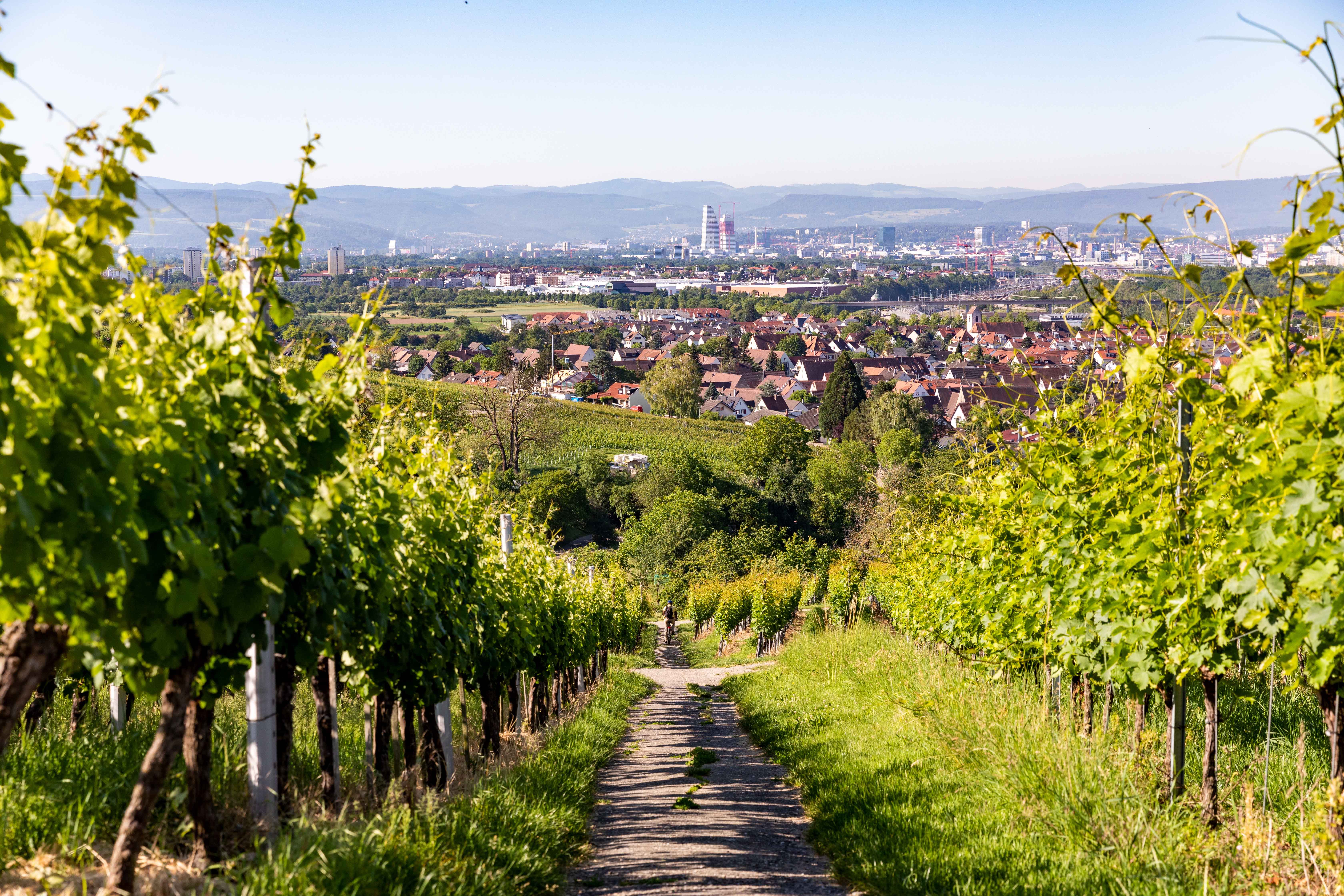 Reben mit Blick auf Basel